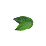 Herbilogy Sweet Leaf Extract Powder (Superfood)